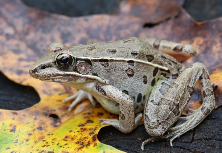 Southern Leopard Frog